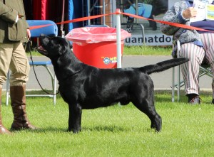 Gilbert at three counties