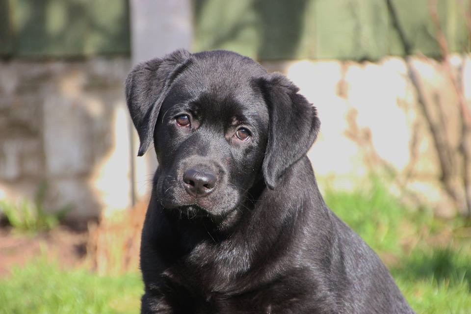 IMG_1059 | Loubert Labradors